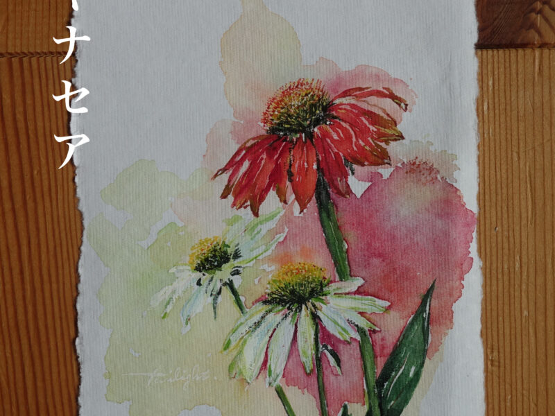 新規開店！絵の花屋トワイライトオープンです。