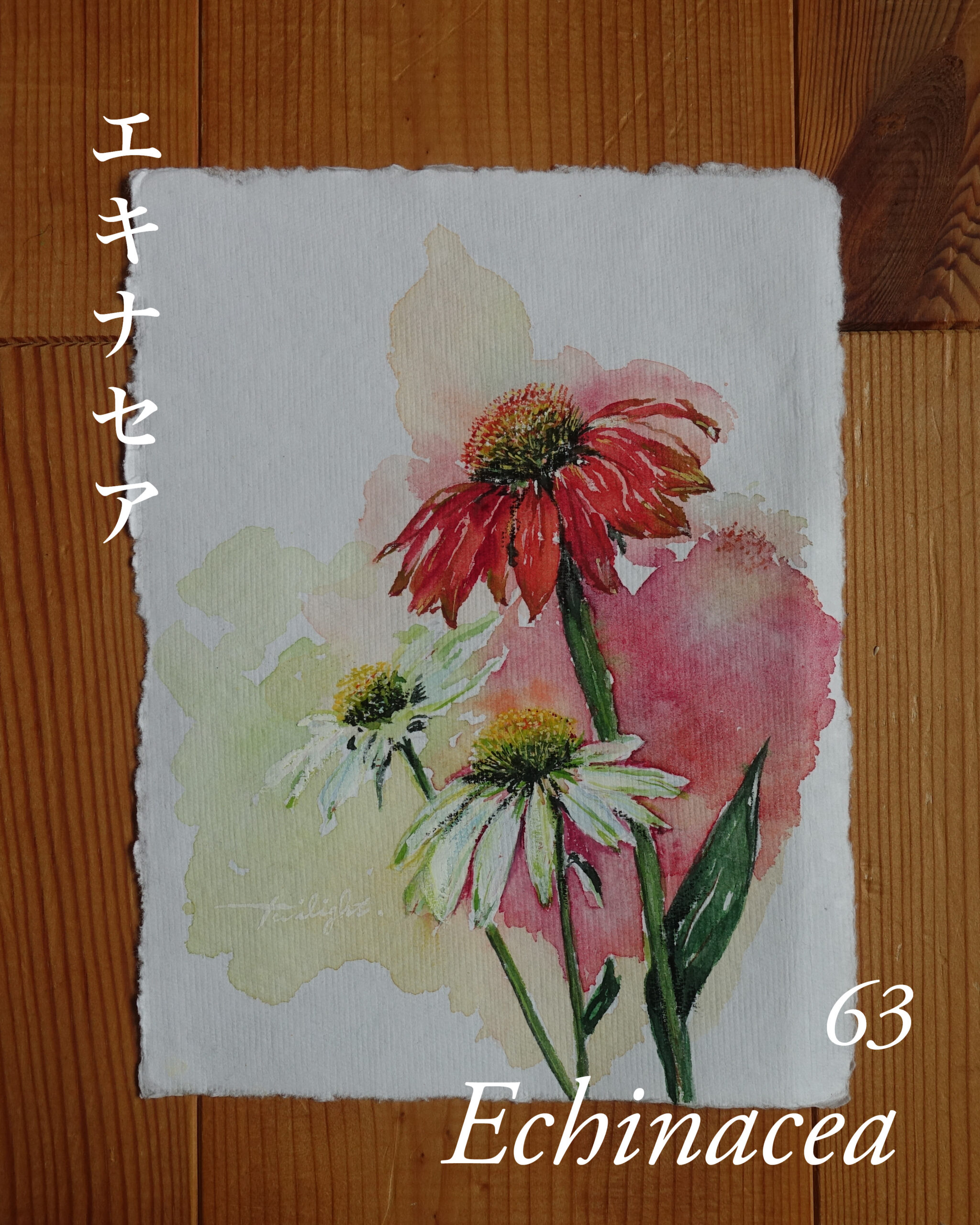新規開店！絵の花屋トワイライトオープンです。